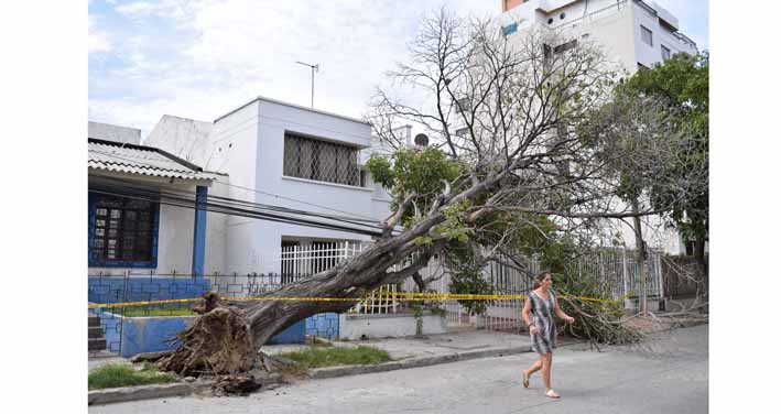 Un viejo roble cedió ante los fuertes vientos que sacuden la ciudad, anoche, y cayó sobre la reja de una vivienda situada en la carrera 2 con calle 26, sector El Prado.