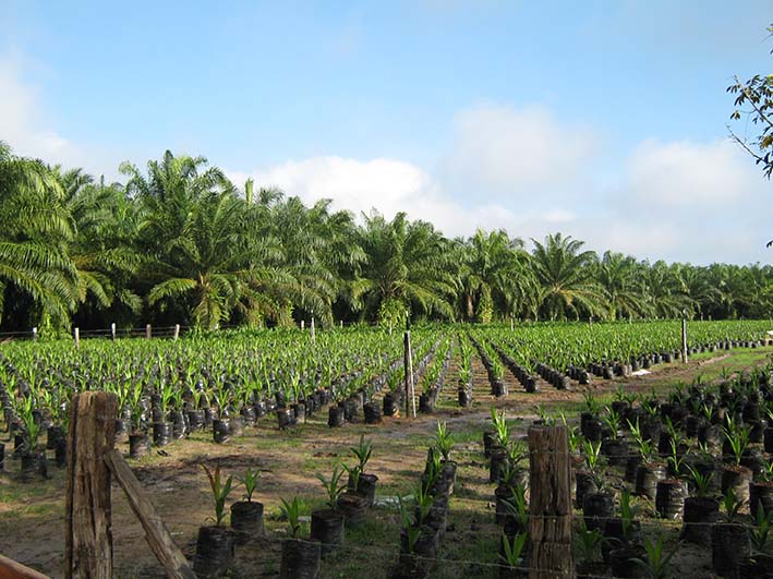 224 palmicultores, en su mayoría productores con menos de 50 hectáreas cultivadas  son los beneficiados con este programa. 