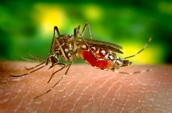 El Mosquito es el transmisor del virus a través de la picadura, este pica a especies que incuban el virus y la trasmiten a los seres humanos.