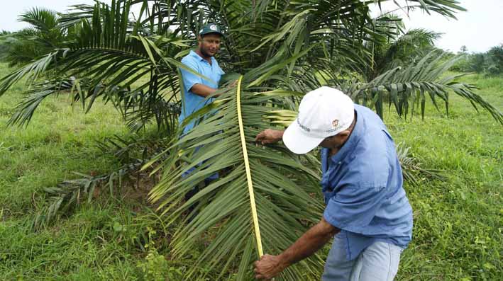 450.000 Son las hectáreas sembradas que se encuentran en las cuatro zonas palmeras del país.