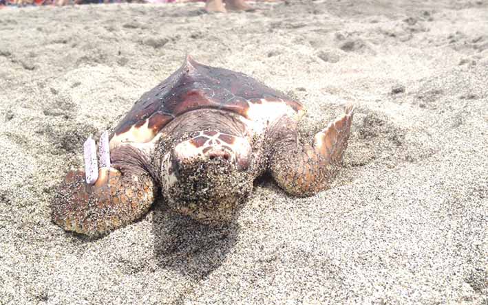 Las tortugas en su nueva habitat se van adaptando casi de inmediato porque en el mundo marino intentan que este sea semejante.