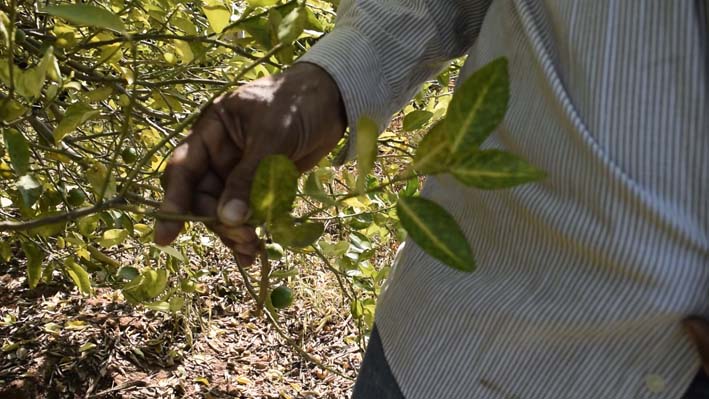 Los campesinos con esta problemática están estudiando  la posibilidad de reemplazar  sus cultivos de naranja y limón.