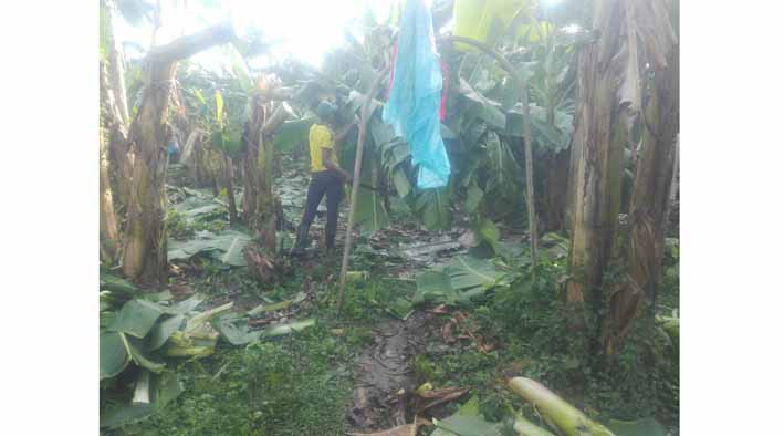 Plantación zona bananera