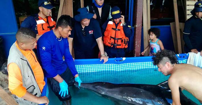 Delfín enfermo fue rescatado en  playa de Santa Marta.