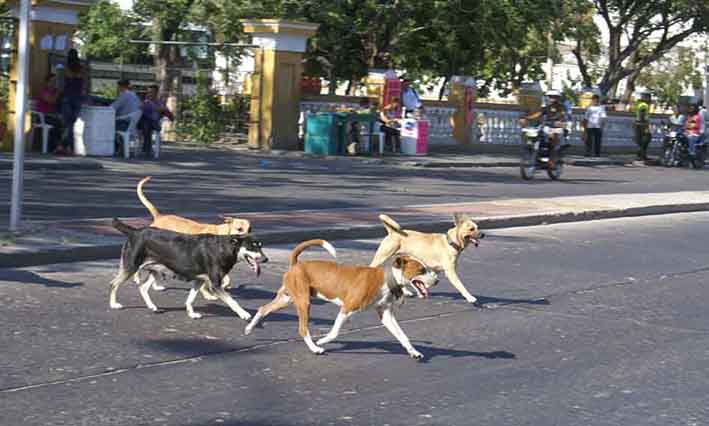 Animalistas logran que Ministerio se comprometa a dar solución y protección a los aniales callejeros. Foto de archivo EL INFORMADOR