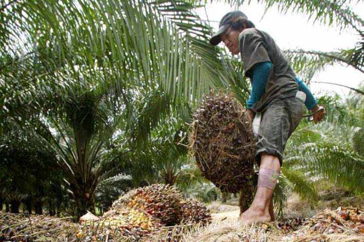 El Departamento tiene alrededor de 45.000 hectáreas de palma plantadas.