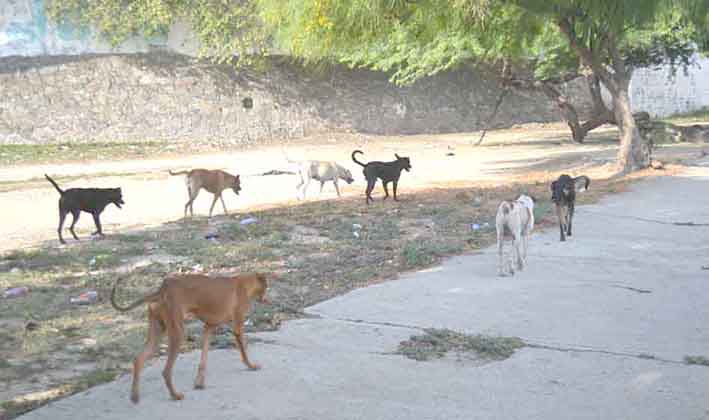 Animalistas lograron que el Ministerio de Interior se comprometa a brindar auxilio a los animales callejeros. Foto: Archivo EL INFORMADOR