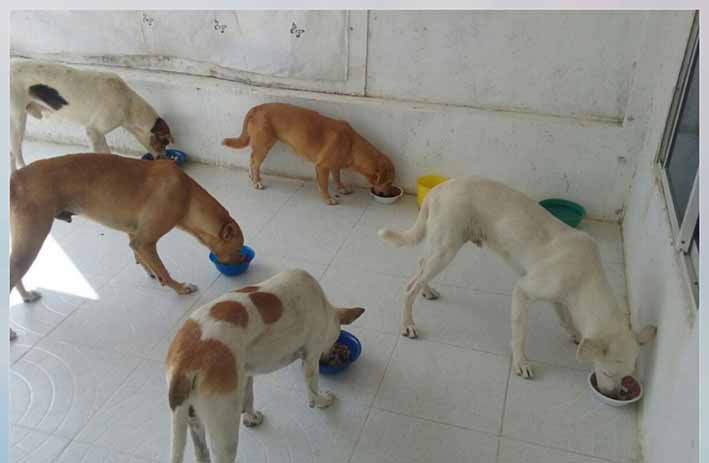 Los perros llegan a la vivienda del conjunto donde todos los días reciben una pequeña ración de alimento. Varios de estos ya fueron envenenados.