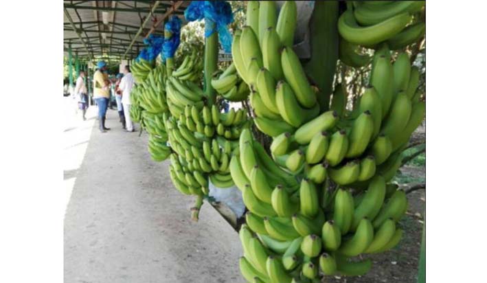 El banano que, de exportar US$72.4 millones en 2012, pasaron a exportar US$97.1 millones en 2017 creciendo un 34%.