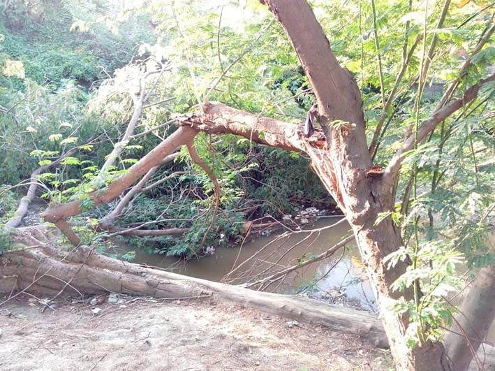 El árbol se encuentra obstaculizando el cauce del río Manzanares y la comunidad de Mamatoco teme que cuando llueva se desborde.