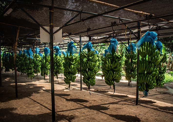 El sector bananero lleva años siendo víctima de las acciones del narcotráfico, lo cual ha llevado a productores y comercializadores a hacer importantes inversiones en sistemas tecnológicos de seguridad.