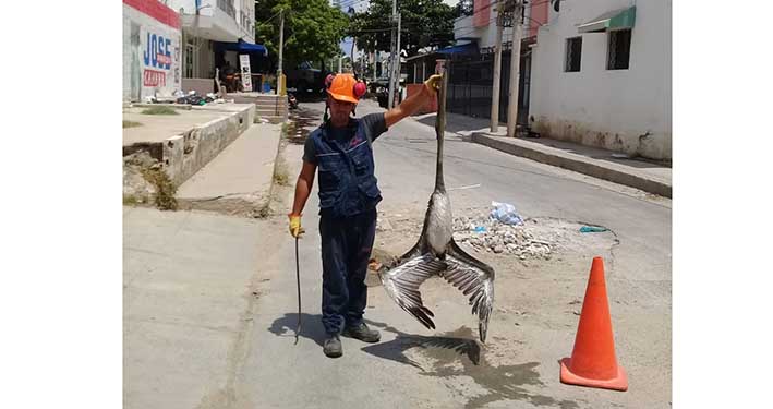 El hecho ocurrió en Gaira, en la calle 2 con carrera 12, hasta donde fueron  los trabajadores de Veolia y Essmar, quienes  lograron sacar el cuerpo del pelicano. 