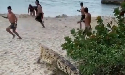 En La Piscinita, una de las playas del Parque Tayrona, apareció repentinamente un caimán aguja que salió de la vegetación, causando pánico y asombro entre los presentes.