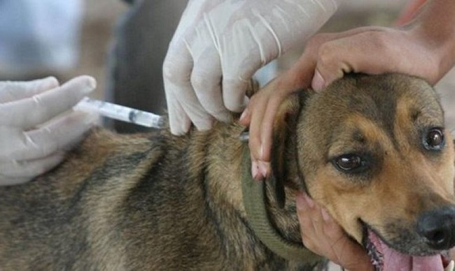 Los equipos de salud municipal realizaron vacunaciones en casas de caninos y felinos.