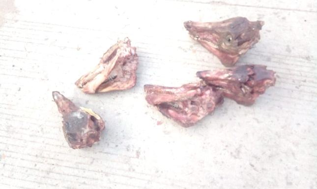 Las cabezas de animales sin piel fueron halladas en inmediaciones de dos colegios del municipio.