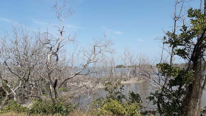 A la altura del km 19, vía que conecta a Ciénaga con Barranquilla se observan mangles muertos en la Vía Parque Isla de Salamanca.
