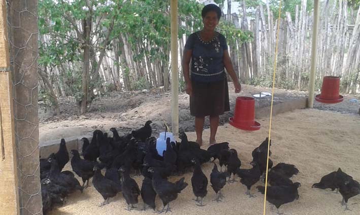 Seis mil gallinas ponedoras serán entregadas a familias víctimas del conflicto del municipio de Concordia.