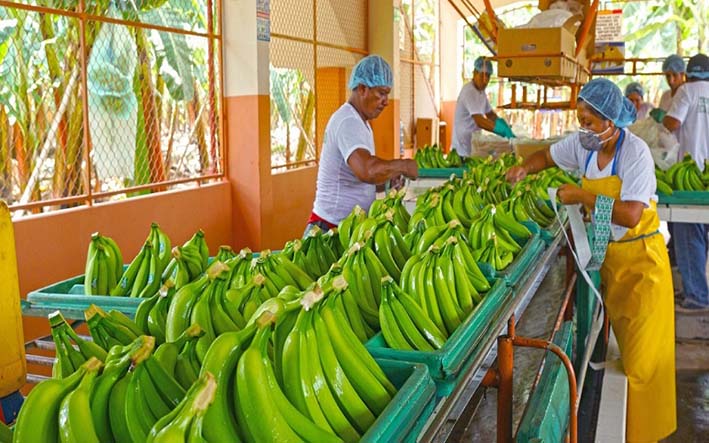 El sector bananero en Colombia cerró el 2018 con una producción de 100.491.531 cajas de banano, que equivalen a US$ 859.217.084 dólares.