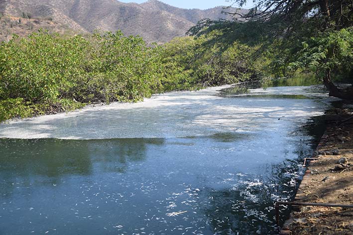 Miles de peces en su mayoría Lisas, murieron al parecer según información suministrada por el Dadsa y Corpamag, por falta de oxígeno a causa del fenómeno de El Niño.