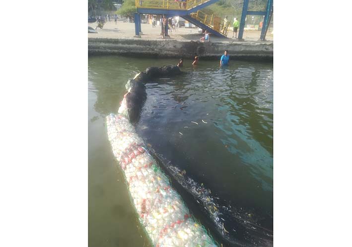 En este plan de contingencia, participa la fundación Salva Tu Río, que ofreció la ‘serpiente atrapa basura’, cuya red ayuda a recoger los peces muertos. 