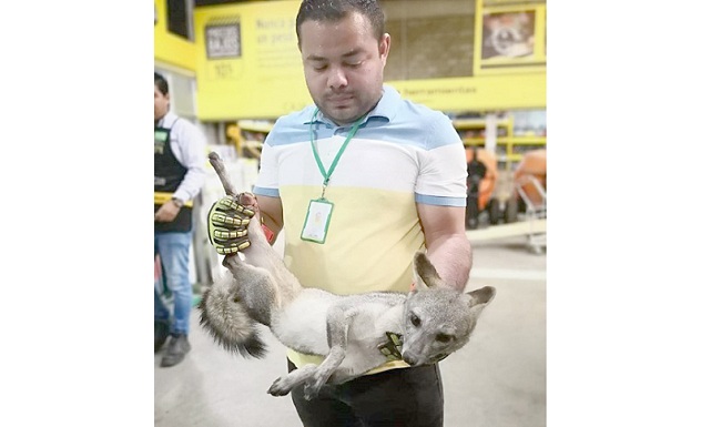El perro silvestre fue dejado a disposición del Centro de Atención y Valoración de Fauna Silvestre, CAVFS de Corpamag, para ser valorado y posteriormente liberado a su hábitat natural. Foto cortesía
