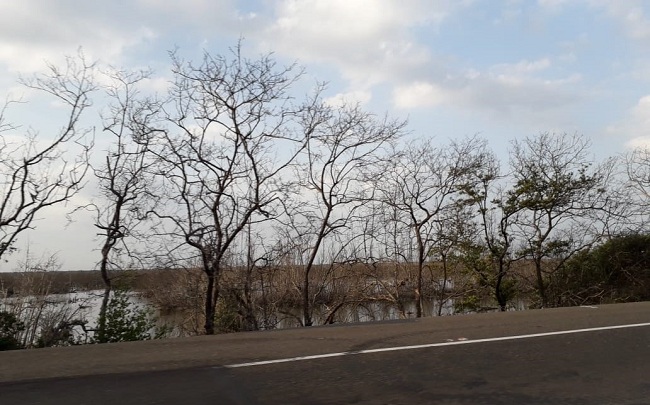 Los manglares desempeñan una función primordial en la protección de las costas contra la erosión eólica y del oleaje.