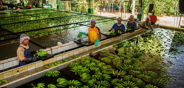 El banano es el principal producto de exportación del departamento y el tercer producto agrícola de exportación del país.