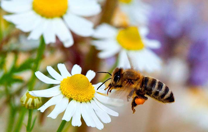 Las abejas son importantes, debido a que estas permiten la polinización y realizan grandes aportes a los cultivos.