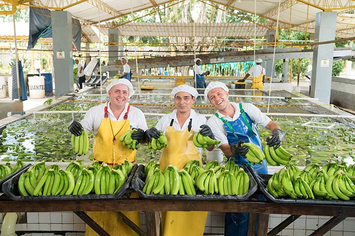 Augura es una entidad gremial, que agrupa a los productores y comercializadoras internacionales de banano de Antioquia, Magdalena y La Guajira.