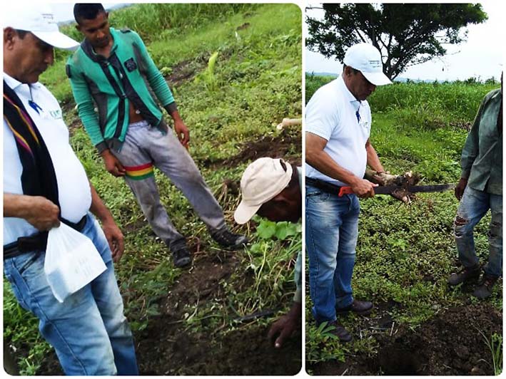 El plan de contingencia para atención a damnificados en la Isla Zura, contó con la participación de más de 15 productores de plátano, yuca y maíz.