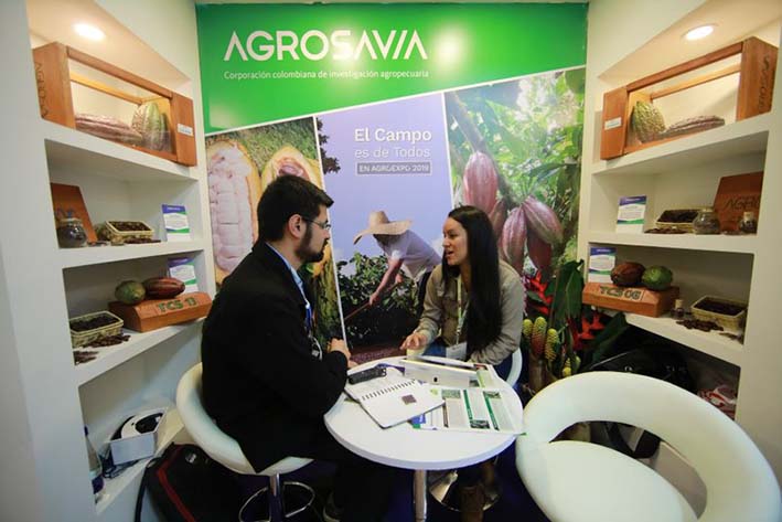 Cuatro variedades de cacao es una de las ofertas tecnológicas estrellas de Agrosavia al servicio de los productores del país.