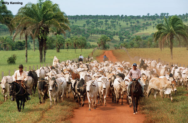 La ganadería es una de las actividades más importantes del sector económico en Colombia. 