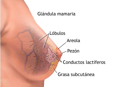 Glándula mamaria.