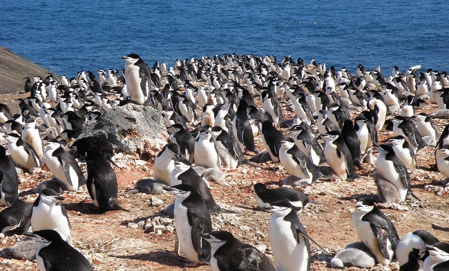 Colonia de pingüinos en La Antártida. Foto cedida por Andrés Barbosa, científico del Museo de Ciencias Naturales (CSIC).