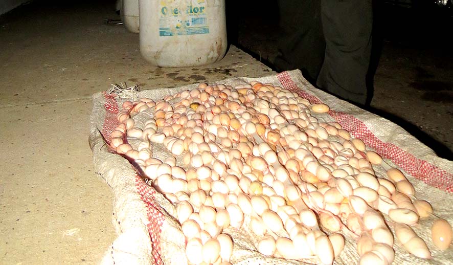 La compra y venta de huevos de iguana es ilegal, por ello las autoridades ambientales se ven en la obligación de decomisarlos y sancionar a los autores.