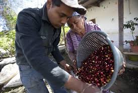Los estudios para traer a Colombia la especie de café robusta los realizaron la Corporación y la compañía suiza Nestlé.
