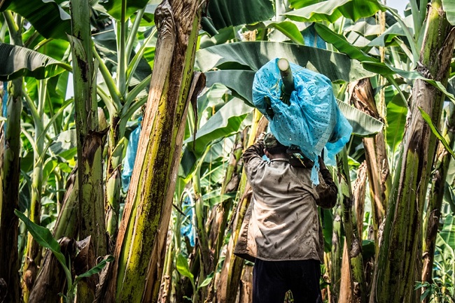 Según cifras oficiales, más de 45.000 hectáreas de banano en Colombia se encuentran certificadas en GLOBALG.A.P.