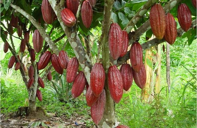 El cacao colombiano es de los mejores y con mayor reputación en todo el mundo. 