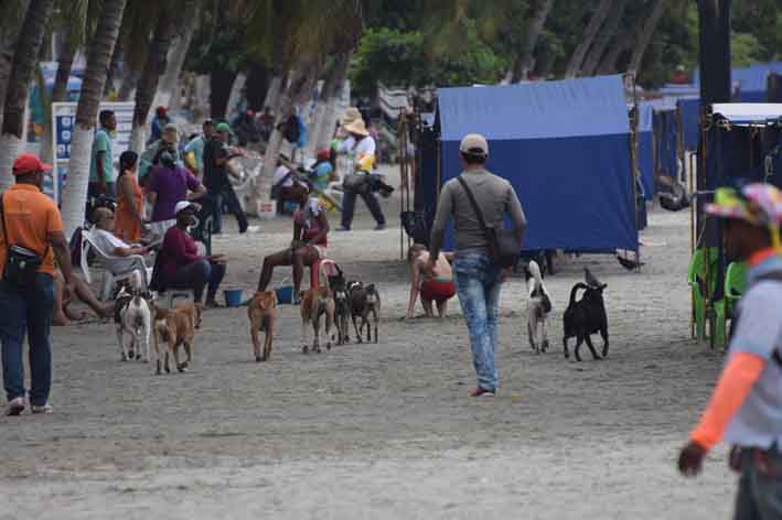En las playas de El Rodadero, la Bahía y Taganga, se evidencian docenas de perros callejeros caminando en medio de los turistas y extranjeros.