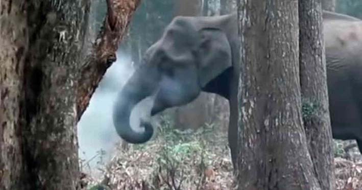 Elefante botando humo por su boca.