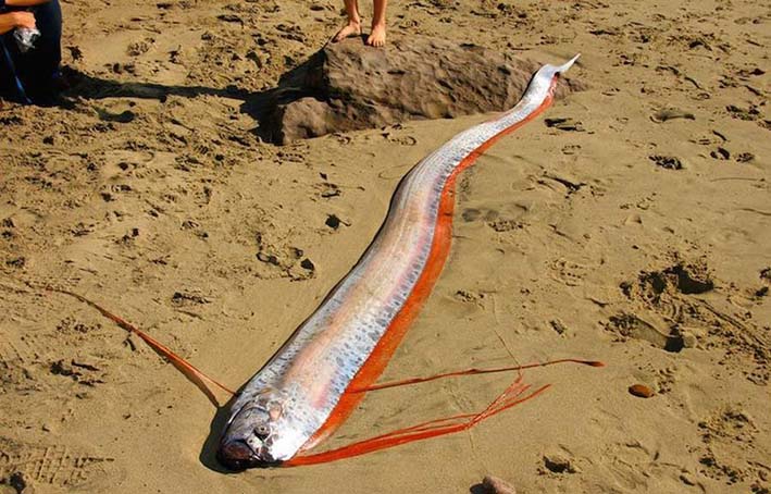Hallaron peces remo en las playas de Japón, donde se cree que estas extrañas criaturas marinas son de mal augurio.