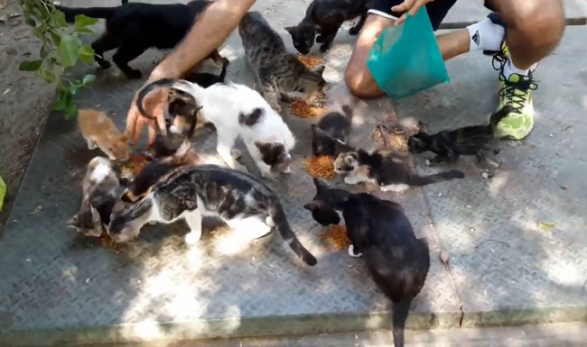 Captura de video mientras un ciudadano italiano alimenta a varios gatos en Santa Marta. YouTube: Max around the world