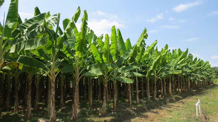 Cultivo de plátano en el Centro de Investigación Caribia, en el marco del Plan Semilla.