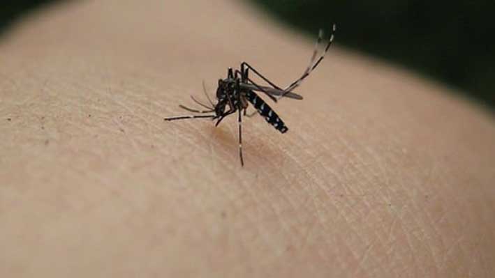 Los síntomas de la infección transmitida por el mosquito aedes aegypti, que causa dengue, son fuertes dolores de cabeza y de las articulaciones, mareos, vómitos y diarreas.