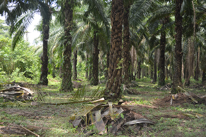 Pequeños y medianos palmicultores expresan su deseo de que en Colombia haya una agricultura sostenible.