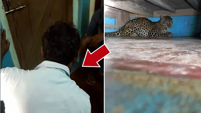 La familia quedó impactada al encontrar al temible leopardo dentro de su casa.
