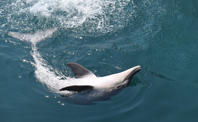 Uno de los delfines del Acuario Rodadero. 