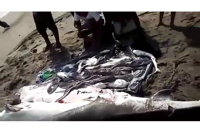 Hallaron un tiburón tigre muerto con sus crías en Mendihuaca.