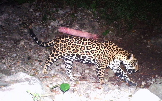 Varios de estos jaguares han sido fotografiados por las cámaras trampas, que han colocado los biólogos contratados por la multinacional.