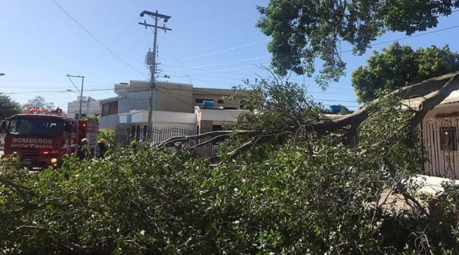 El Cuerpo de Bomberos ha atendido a los llamados de emergencia por los árboles caídos este lunes.